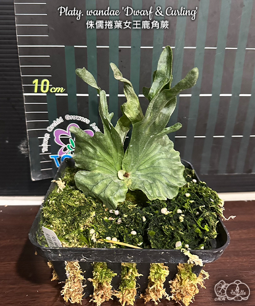 美琪園藝Miki Orchid - 批發詳細頁